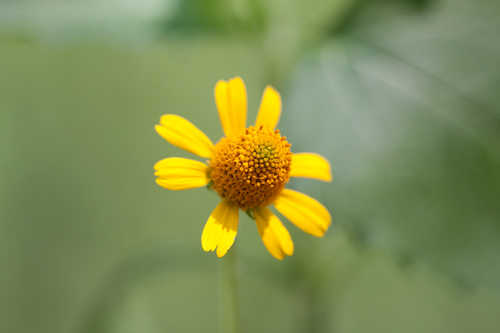 Acmella oppositifolia #1